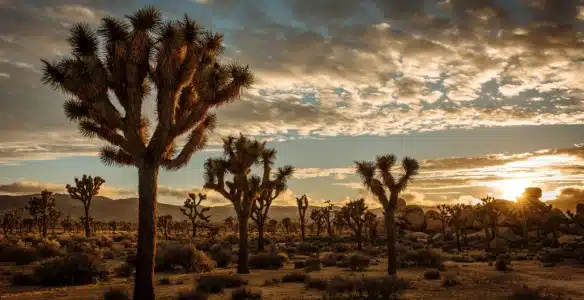 View of Joshua Tree National Park at sunset with Joshua Trees in the foreground and the sun setting over the mountains in the background