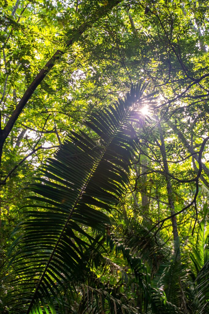 Upwards view of the sun peaking through the jungle canopy